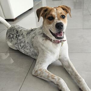 Fundraising Page: Shannon Scharf